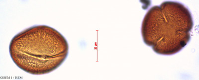 Helianthemum - lame n° 29416